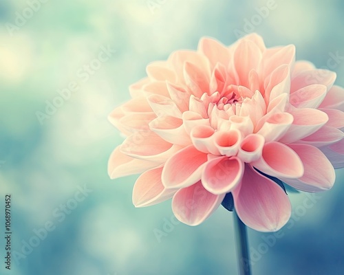 A pink flower with a blue background