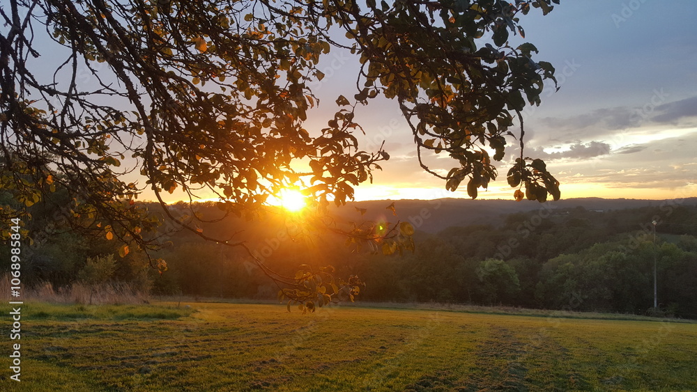 Sunset through a tree on the horizon Sunset through a tree on the horizon