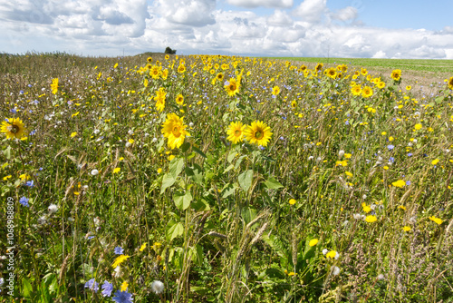 Wildflowers on field margin. England