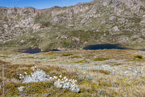 Exploring the serene beauty of the Main Range Walk in Mt Kosciusko on a clear day with lush landscapes and tranquil lakes, Australia photo