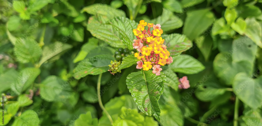 Bright Lantana camara flowers in nature, pink and orange petals. Beautiful Lantana camara flowers, colorful petals stand out in lush greenery. Bright and colorful Lantana camara flower cluster Bright Lantana camara flowers in nature, pink and orange petals. Beautiful Lantana camara flowers, colorful petals stand out in lush greenery. Bright and colorful Lantana camara flower cluster