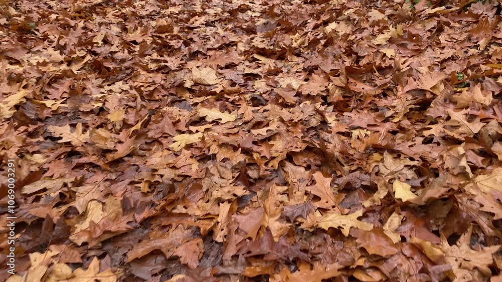 A bed of brown oak leaves on the ground in the forest at autumn, fall. Walking through the leaves. A bed of brown oak leaves on the ground in the forest at autumn, fall. Walking through the leaves.
