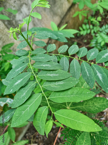 Wallpaper Mural fresh leafy green Breynia androgyna plant. Healthy Breynia androgyna plant leaves captured in high detail. Fresh Breynia androgyna foliage with rich, detailed texture. Breynia androgyna plant leaves Torontodigital.ca