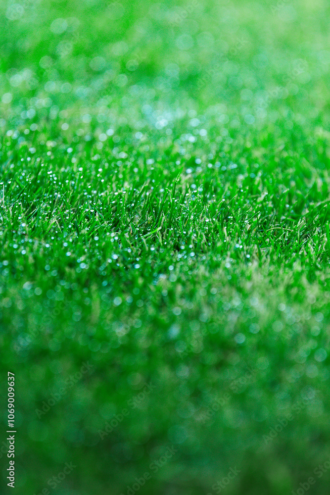Fototapeta premium close-up of wet green grass