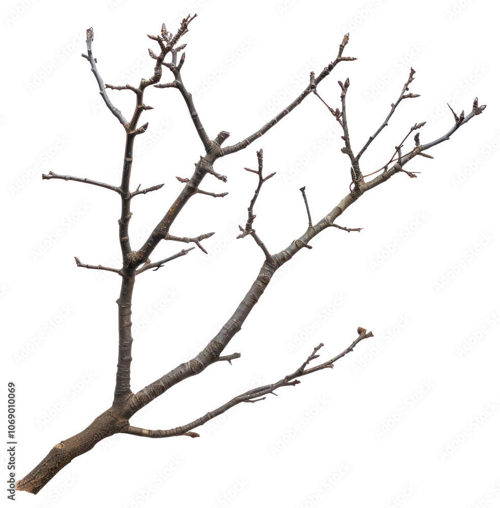 PNG Branch isolated tree photography. PNG Branch isolated tree photography.
