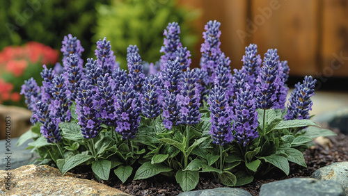 Farbenfrohe Blumen in der Provence photo