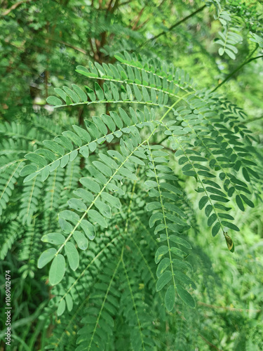 Green foliage in nature’s perfect detail, a serene element for environmental campaigns. reenery shot capturing fresh leaf details in sunlight. Tropical leaf details in vibrant green photo