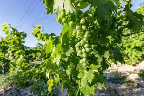 JOUCAS, PROVENCE, FRANCE: Luberon vineyards, 