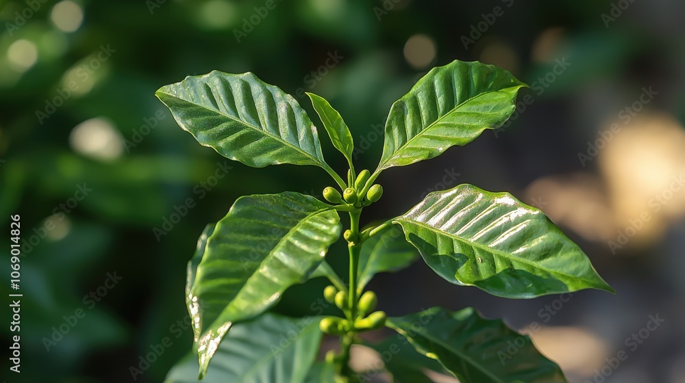 Obraz premium Vibrant green coffee plant leaves with developing buds in bright sunlight