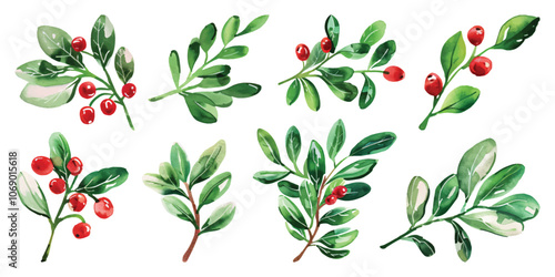 Set watercolor holly mistletoe leaves red berries christmas design resources elements