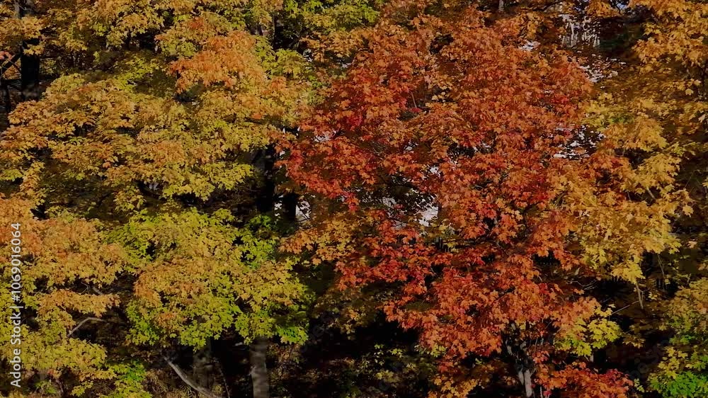 Beautiful autumn season in the park with a lake, red and yellow leaves on the trees. Beautiful autumn season in the park with a lake, red and yellow leaves on the trees.