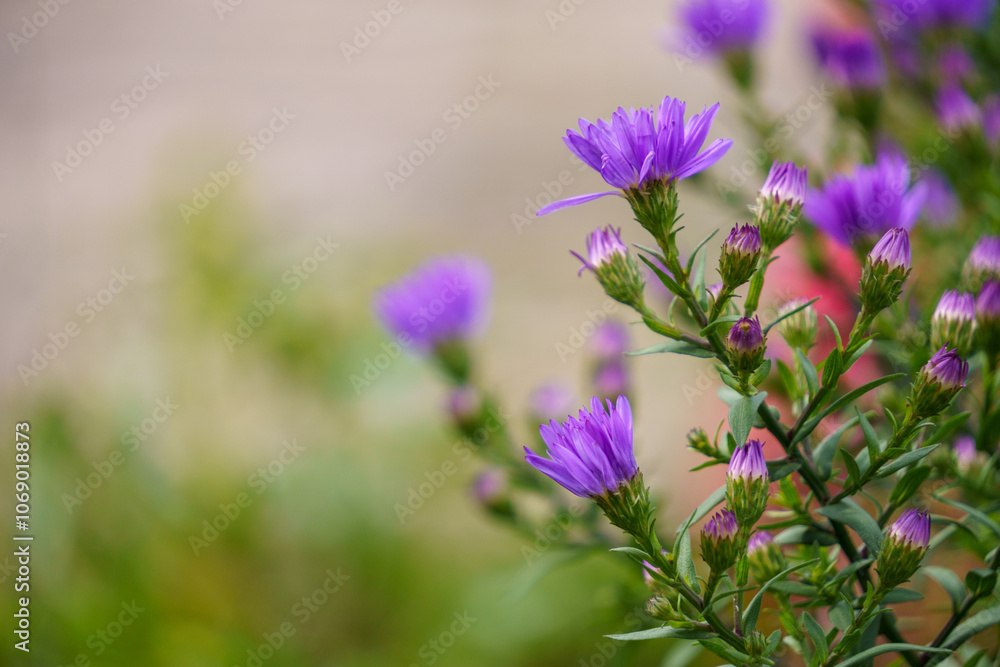 Bunte Blumen mit Bokeh Bunte Blumen mit Bokeh