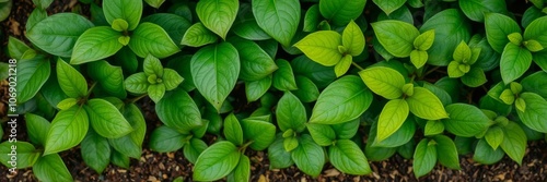 Bitter green background with textured leaves, symbolizing nature and growth, leaves, fresh