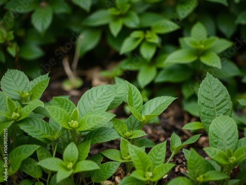 Lush and vibrant bitter green background of assorted foliage in a garden, bitter green, background photo