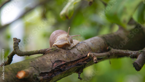A large grape snail on a tree branch.