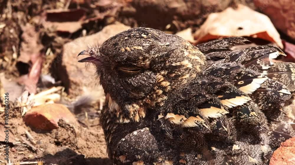 Nightjar perched on ground at Panna Tiger Reserve , Madhya Pradesh, India Nightjar perched on ground at Panna Tiger Reserve , Madhya Pradesh, India