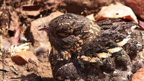 Nightjar perched on ground at Panna Tiger Reserve , Madhya Pradesh, India