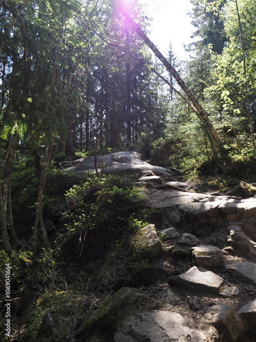 Trail in the woods