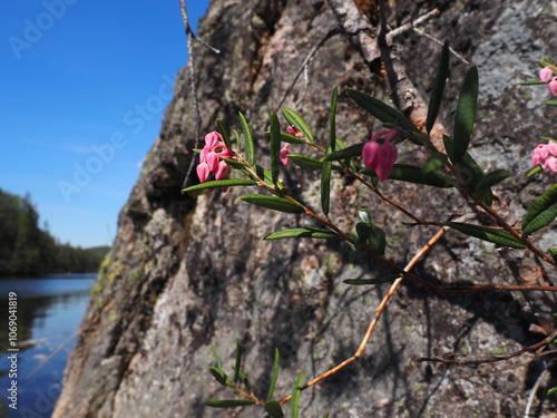 Flower on a rock 