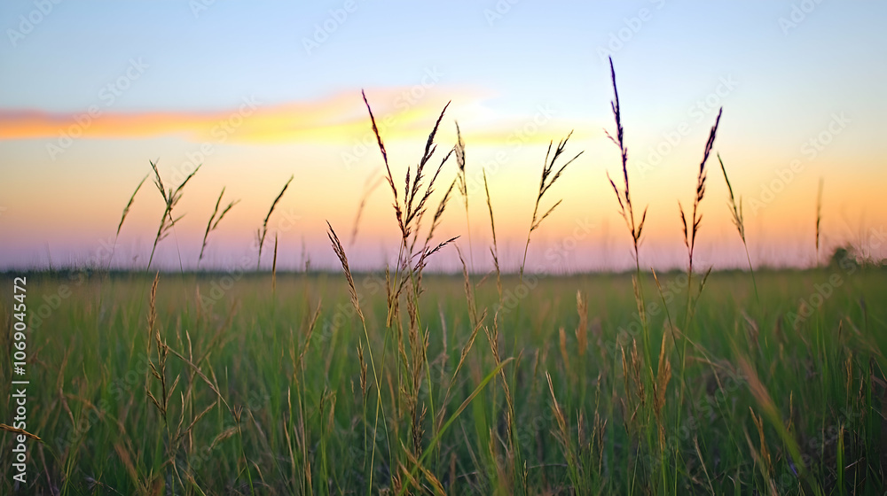 Tall grass in a field at sunset with a vibrant sky. Tall grass in a field at sunset with a vibrant sky.
