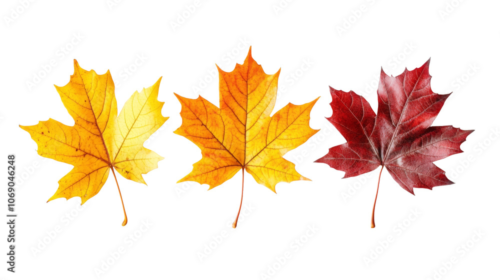 Yellow orange red maple leaves set Yellow orange red maple leaves set