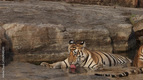 A tiger cub drinking water at Panna Tiger Reserve, Madhya pradesh, India