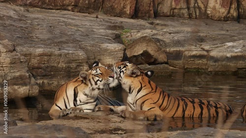 Tiger cubs grooming each other at Panna Tiger Reserve, Madhya pradesh, India