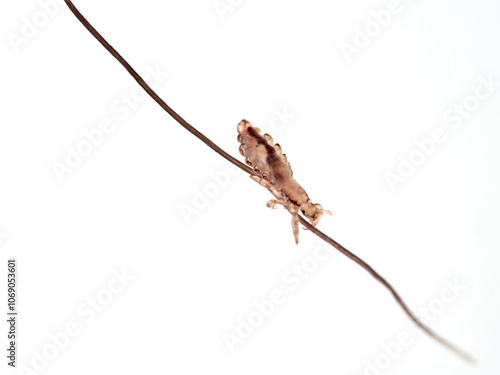 Head lice. Pediculus humanus. Human louse on a white background on a human hair.
 photo