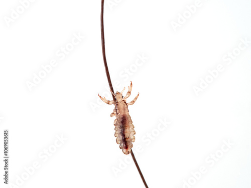 Schilderij op canvas Head lice