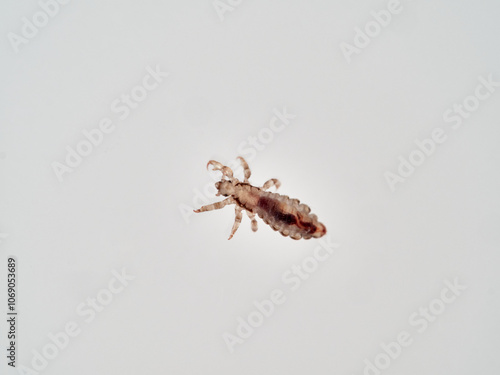 Head lice. Pediculus humanus. Human louse on a white background on a human hair. 