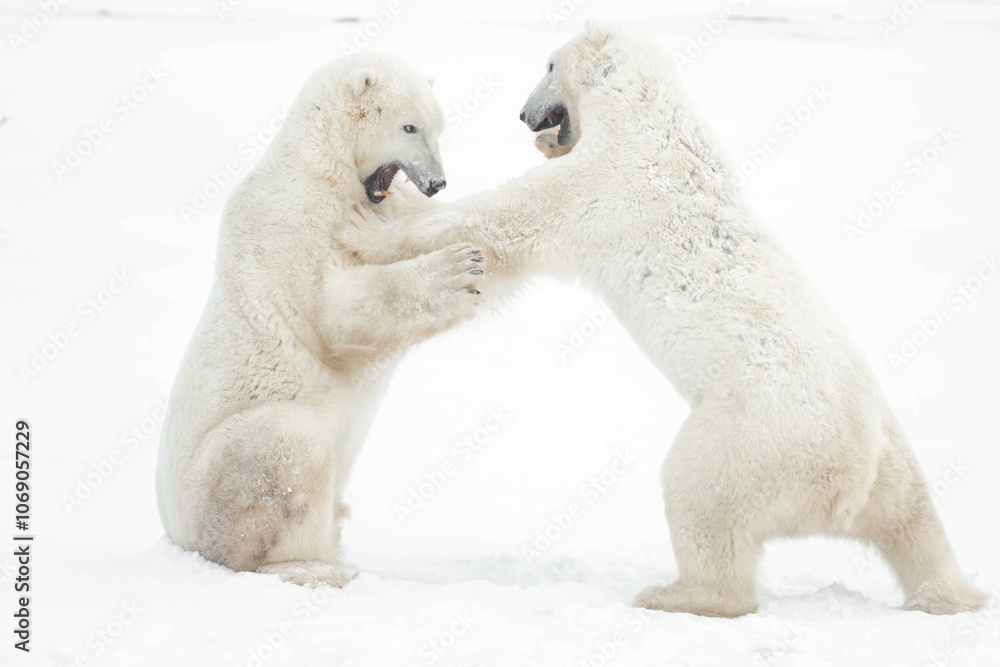 Two polar bears rearing up and fighting in the snow, Alaska, USA Two polar bears rearing up and fighting in the snow, Alaska, USA
