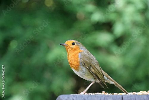 Robin perched on a fence