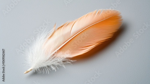 Delicate Orange Feather on Soft Background