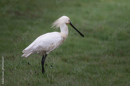 Platalea leucorodia - Eurasian Spoonbill - Spatule blanche photo