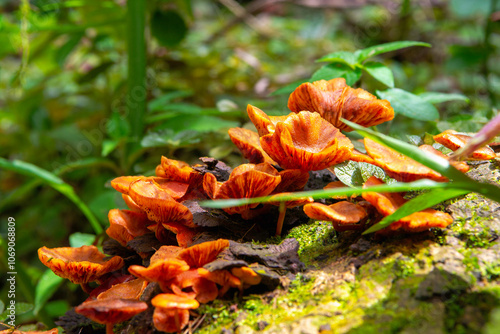 Armillaria, also known as honey mushrooms photo