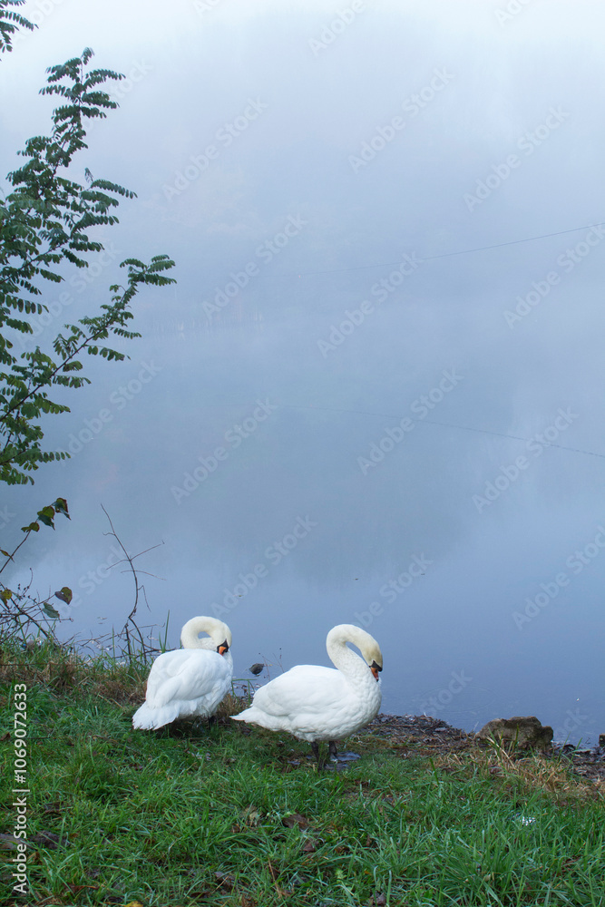 Two white swans cleaning their feathers on green grass on the lake shore.