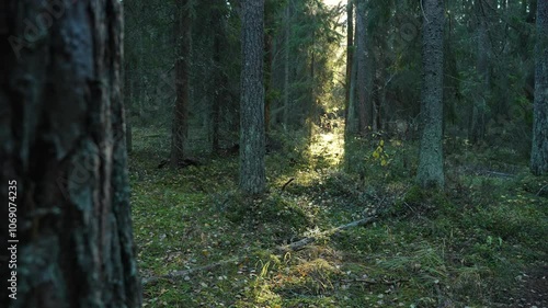 Dark mossy woods and rays of the sun. Northern Forest