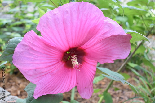 pink hibiscus flower