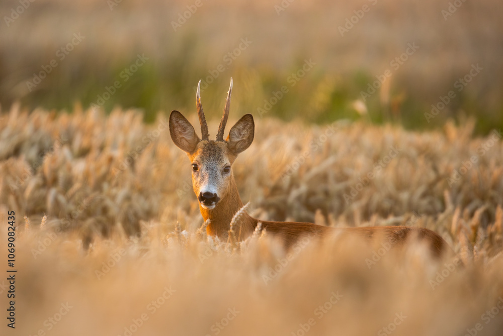 Obraz premium Roebuck - buck (Capreolus capreolus) Roe deer - goat 