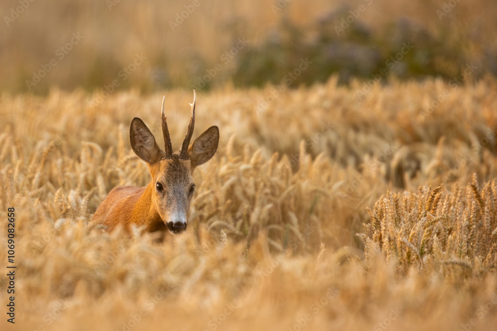 Obraz premium Roebuck - buck (Capreolus capreolus) Roe deer - goat