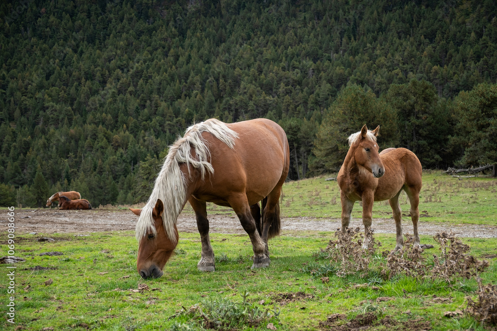 A mare and her light brown calf with blonde manes graze peacefully in the Aran Valley with a lush forest in the background. They are in the foothills of the Pyrenees mountains. Nature and freedom A mare and her light brown calf with blonde manes graze peacefully in the Aran Valley with a lush forest in the background. They are in the foothills of the Pyrenees mountains. Nature and freedom