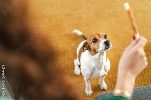 Small dog gazing attentively at a treat held by a woman in a cozy home setting photo