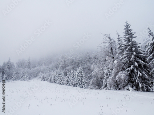 Fototapeta Naklejka Na Ścianę i Meble -  forest in winter foggy day