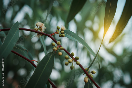 Eucalyptus gum nuts. branch eucalyptus tree nature background