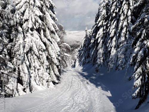 Fototapeta Naklejka Na Ścianę i Meble -  ski slope between trees
