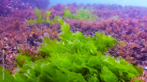 Underwater view of algae in the Black Sea, green algae Ulva and Enteromorpha on rocks at shallow depths photo