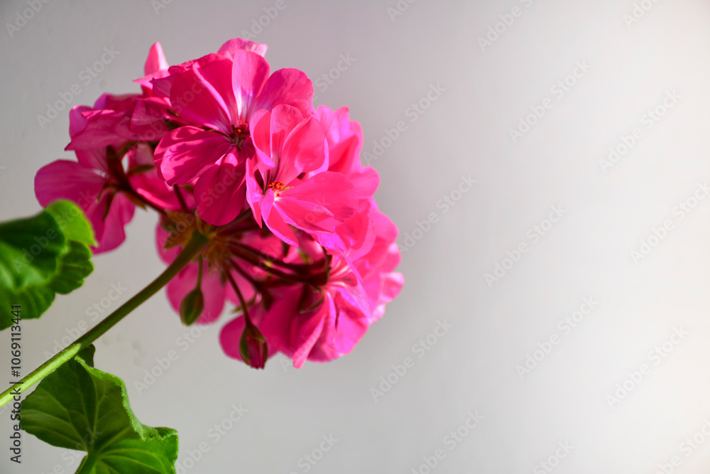 Fototapeta premium Pink Geranium flower. Blooming Pelargonium flowers on white background.