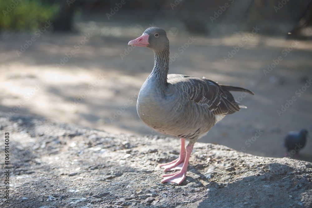 Beautiful gray geese on goose farm in village. Beautiful gray geese on goose farm in village.