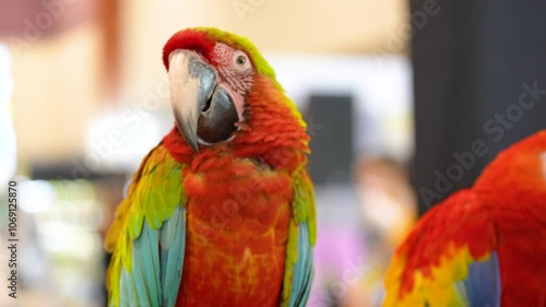 Calico Macaw hybrid macaw greenwing with military macaw free flying parrot. photo