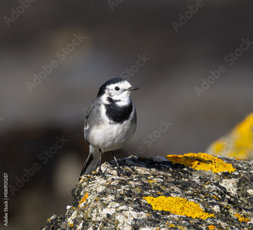 White wagtail - Motacilla alba